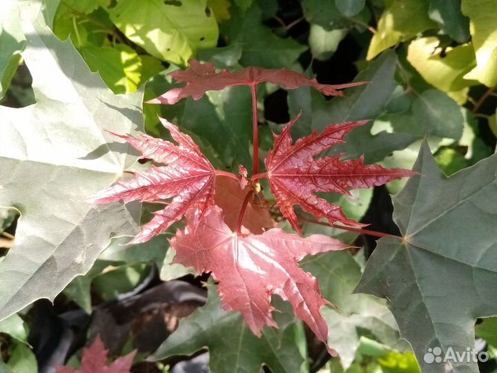 Клен остролистный Роял Ред зкс(2литра)