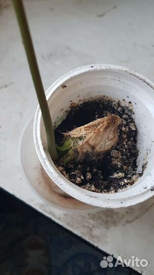 Манго дерево