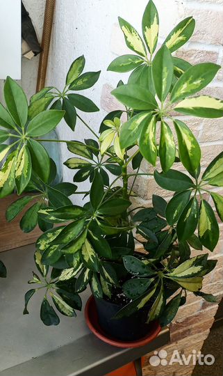 Шефлера Герда