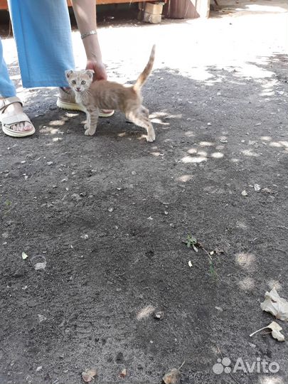 Отдам в добрые руки милых котят