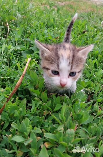 Котята в добрые руки бесплатно