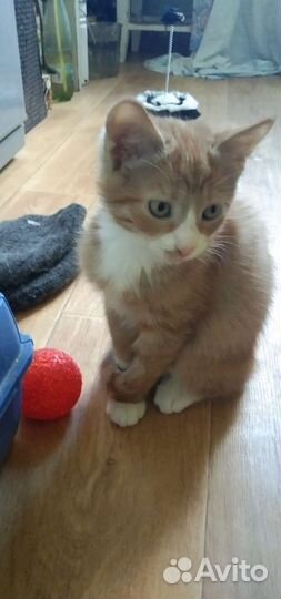 Рыжий котенок в добрые руки