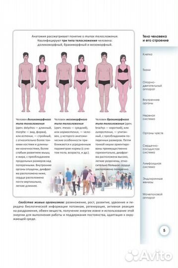 Популярный атлас анатомии человека