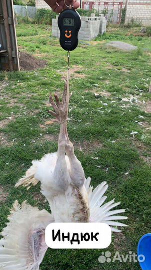 Индюшата виктория