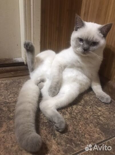 Шотландский кот вязка