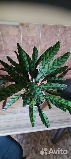 Калатея лансифолия