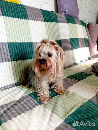 Йоркширский терьер мини беби фейс щенки