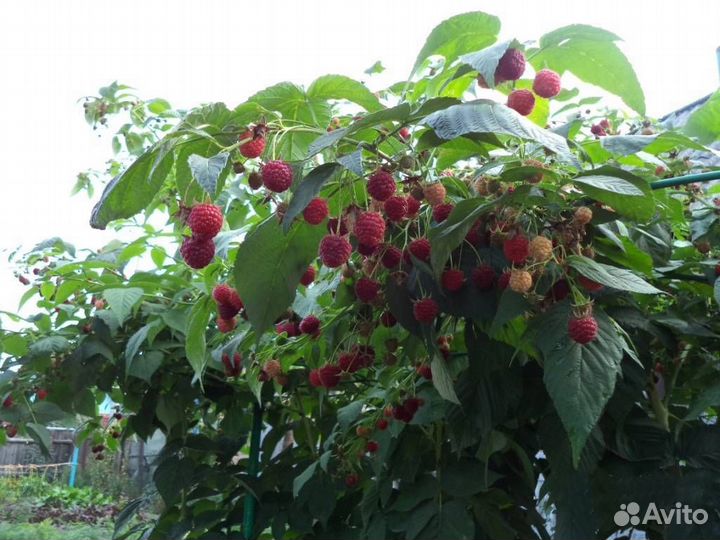 Саженцы малины