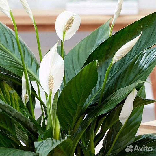 Спатифиллум, также известный как «женское счастье»