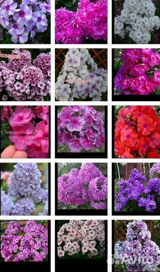 Декоративные растения для сада