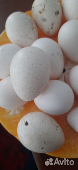 Яйца индюшиные