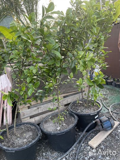 Гардения жасминовидная