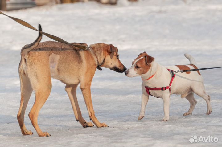 Ладу удалось спасти. Что дальше