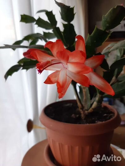 Декабристы, разных цветов