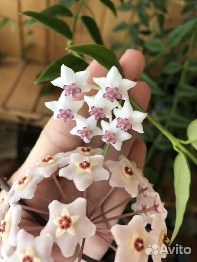 Хойя, восковой плющ