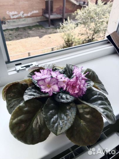 Сортовые фиалки