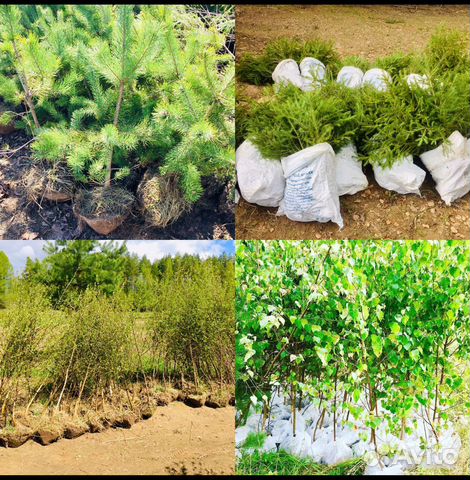 Сосны Ели Березы саженцы с доставкой