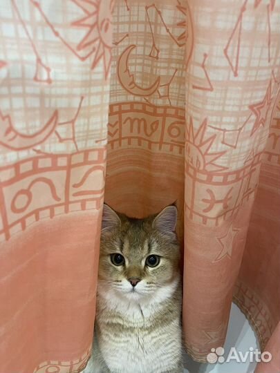 Отдам кота в добрые руки