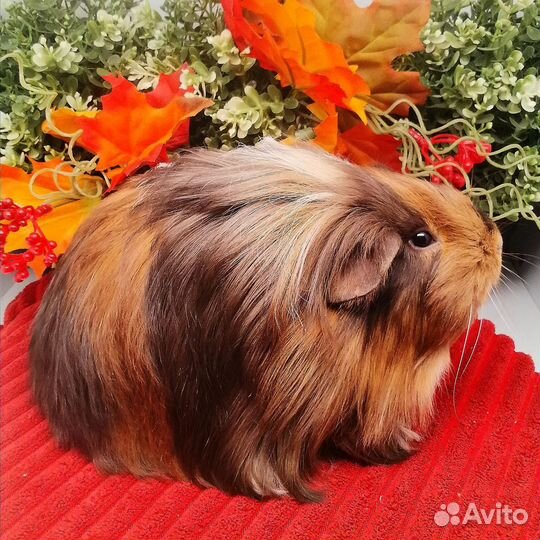 Шелти, длинношерстная морская свинка