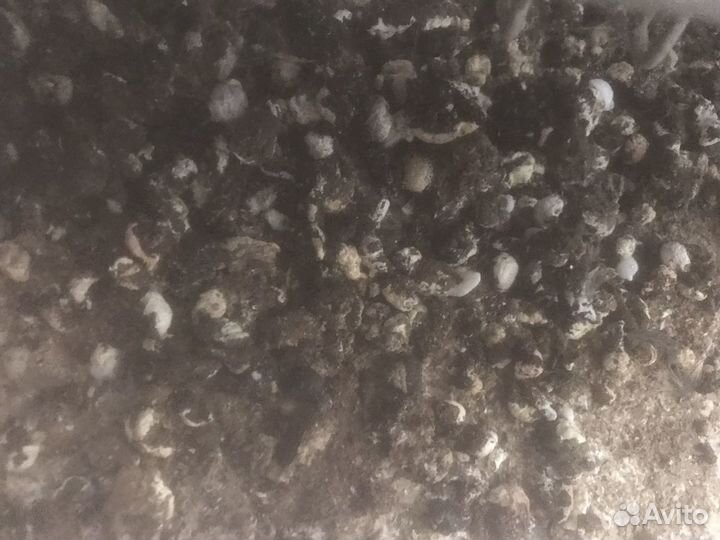 Перепелиный помет