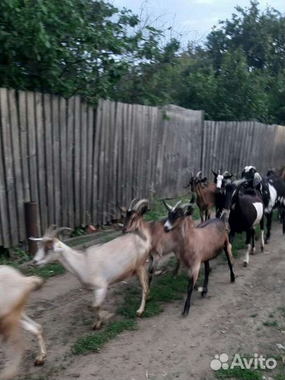 Продам козье молоко