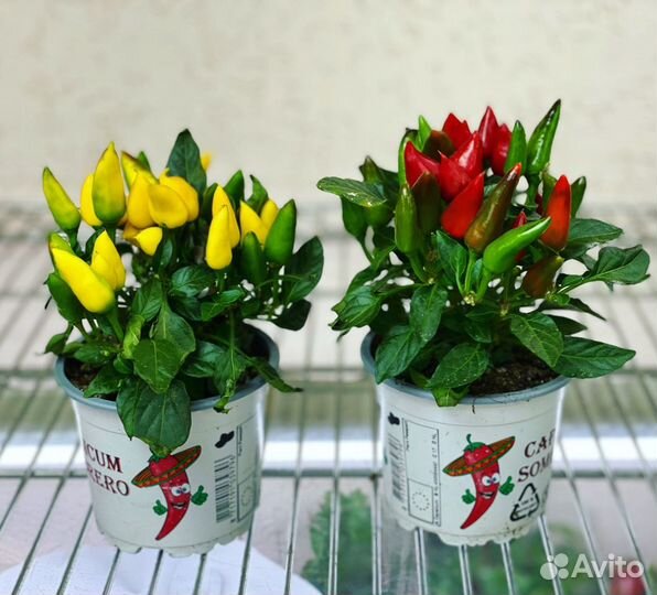 Острый перец в горшке
