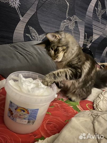 Вязка девочка