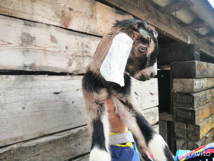 Англо нубийские козлята