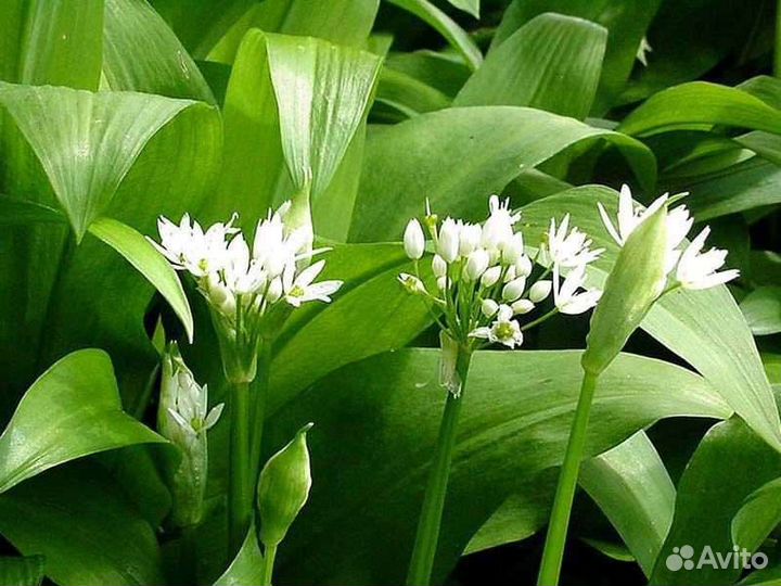 Семена черемши домашние (медвежий лук)