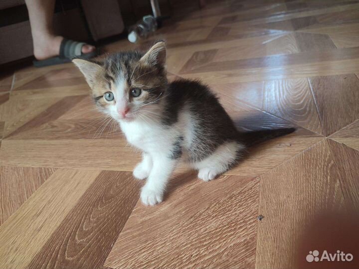 Кошка в дар бесплатно