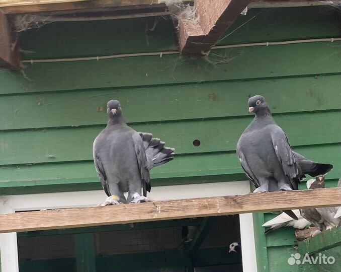 Голуби Статные Чилики