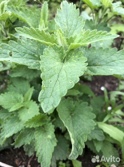 Мята двух сортов