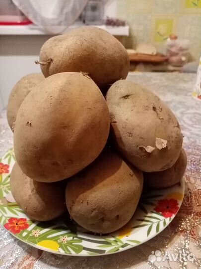 Продам картофель