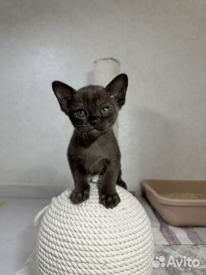 Котята европейской бурмы