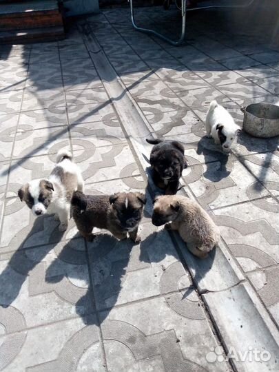 Собака в добрые руки отдам бесплатно щенки