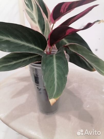 Строманта триколор 350р, традисканция белая 150р