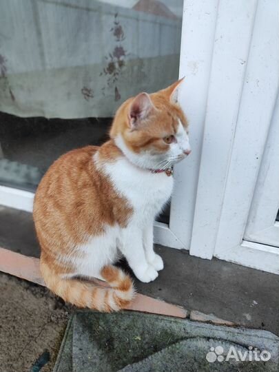 Кошка в дар