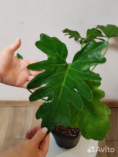 Комнатные растения