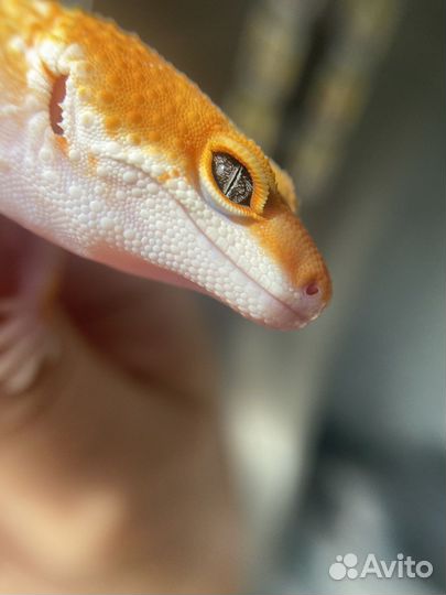 Леопардовый геккон эублефар