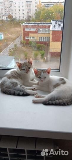 Котята