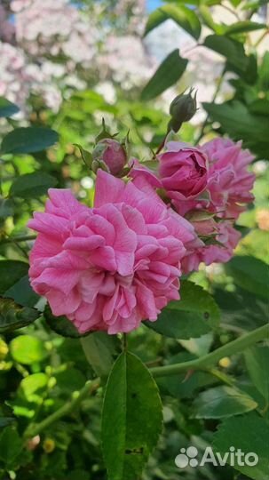 Розы корнесобственные