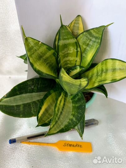 Сансевиерии