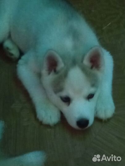 Щенки хаски