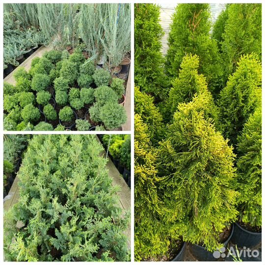 Хвойные туя можжевельник