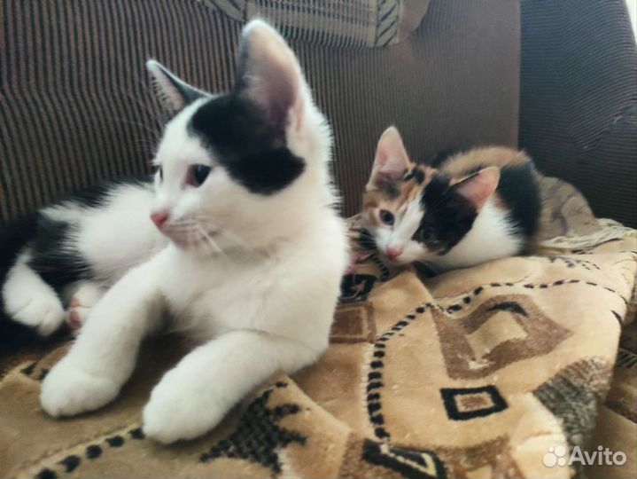 Кошки в добрые руки бесплатно