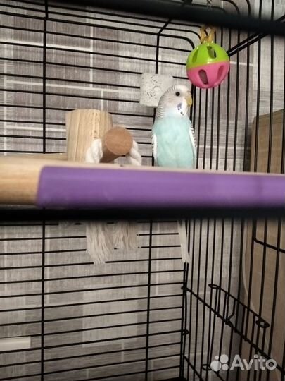 Волнистый попугай с просторной клеткой