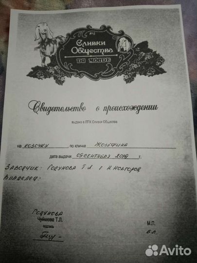 Нубийские козы