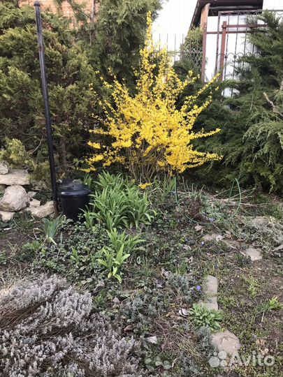 Красиво цветущие кустарники