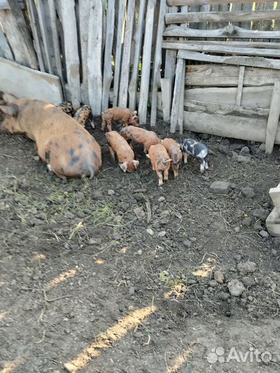 Продам домашних поросят