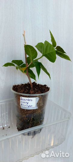 Бугенвилия